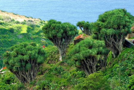 La Tosca Drachenbäume (Dracaena Draco) La Palma, Kanarische Inseln, Spanien