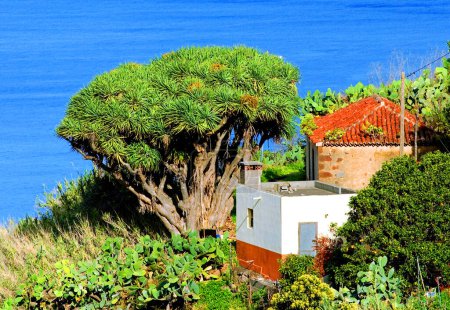 Canary dragon tree or dragon's blood tree (Dracaena draco) next to the house, and sea, La Palma, Canary Islands, Spain