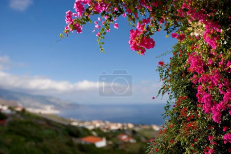 Photo for Bougainvillea, La Palma, Canary Islands, Spain - Royalty Free Image