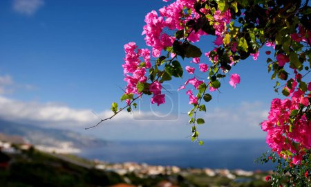 Photo for Bougainvillea, La Palma, Canary Islands, Spain - Royalty Free Image