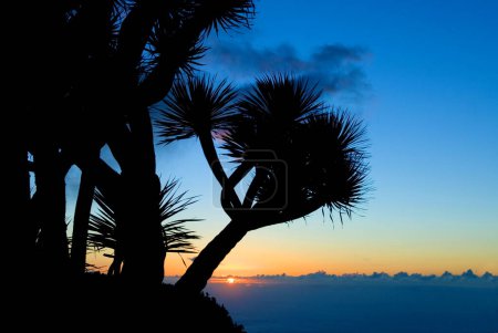 Drachenbaum (Dracaena Draco) La Palma, Kanarische Inseln, Spanien