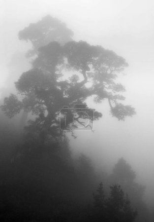 Canary Island Pine (Pinus canariensis) in the fog created by the trade winds on the mountainside, La Palma, Canary Islands, Spain