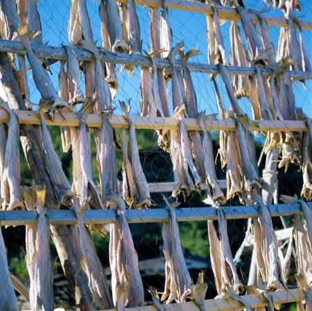 Drying cod fish, Lofoten, Norway