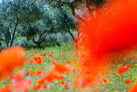 Roter Mohn (Papaver Rhoeas) in einem Olivenhain, Italien