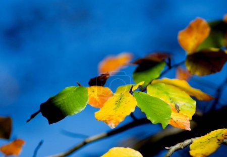 hojas de otoño de haya (Fagus sylvatica) Baviera, Alemania 