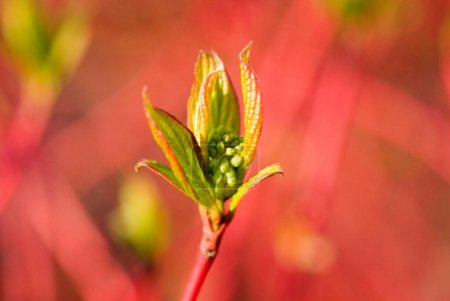 Roter oder Roter Hartriegel (Cornus sericea) Sprossender Hartriegel, Knospe im Frühling