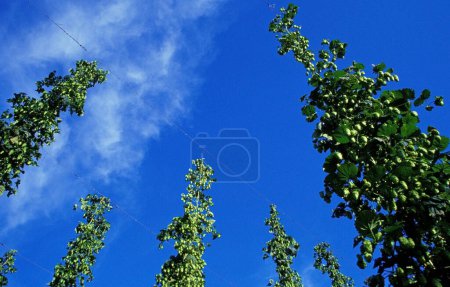 Hopfenpflanzen (Humulus lupulus) mit weiblichen Blüten, Zapfen, Strobilen, erntenah, gegen blauen Himmel, bei Au in der Hallertau, Bayern, Deutschland