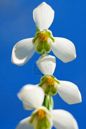 Snowdrop (Galanthus nivalis) macro from below