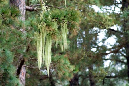 close up of an Old Man's Beard, Beard Lichen (Usnea filipendula) on a Canary Pine Tree (Pinus canariensis) La Palma, Canary Islands, Spain