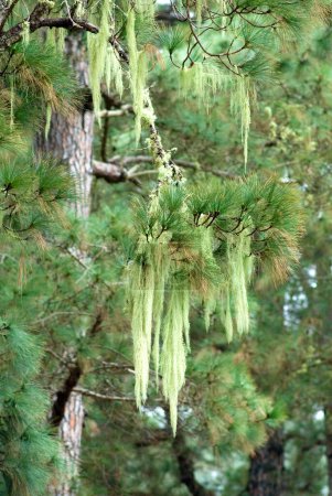 Old Man's Beard, Beard Lichen (Usnea filipendula) on a Canary Pine Tree (Pinus canariensis) La Palma, Canary Islands, Spain