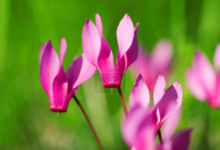  das violette Cyclamen (Cyclamen purpurascens) oder die Frühlingsblume (Cyclamen Repandum) auf einer grünen Wiese