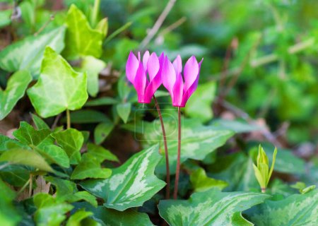 Nahaufnahme von zwei Blüten der Frühlingsblume (Cyclamen Repandum), des violetten Cyclamen (Cyclamen purpurascens) oder der Frühlingsblume (Cyclamen Repandum), die in der Nähe von Montepulciano, Tus, in Efeu, Efeu und Efeu stehen