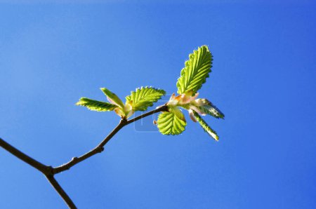 junges frisches Laub einer Hainbuche (Carpinus betulus) im April bei blauem Himmel im Frühling