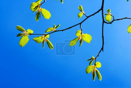 a branch with very young leaves of a common hornbeam (Carpinus betulus) in early spring