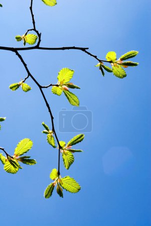 ein Zweig mit sehr jungen Blättern einer Hainbuche (Carpinus betulus) im zeitigen Frühjahr
