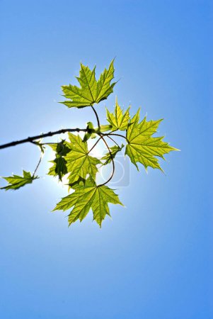 Hojas de arce de Noruega (Acer platanoides) contra la luz