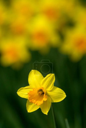 yellow daffodil (Narcissus Pseudonarcissus) 