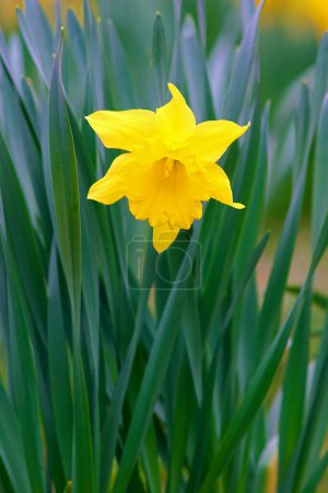 eine einzige gelbe Narzisse (Narcissus pseudonarcissus))