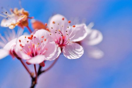 close up of a white and pink blossom of a Japanese Cherry (Prunus serrulata) with light blue sky