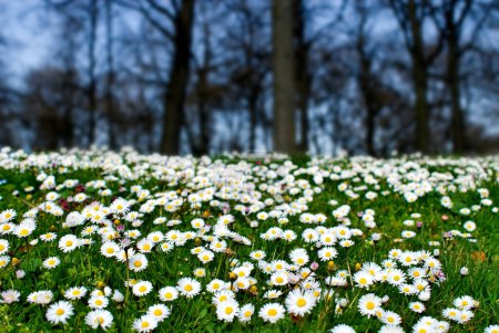 spring meadow with Daisy ( Bellis Perennis) Munich, Bavaria, Germany