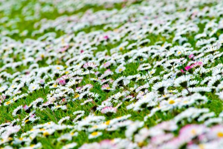 spring meadow with Daisy ( Bellis Perennis) Munich, Bavaria, Germany