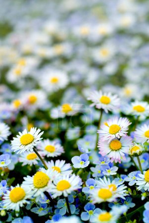Daisies (Bellis Perennis) and Speedwell (Veronica Persica)