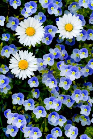 Photo for Daisies (Bellis Perennis) and Speedwell (Veronica Persica) - Royalty Free Image