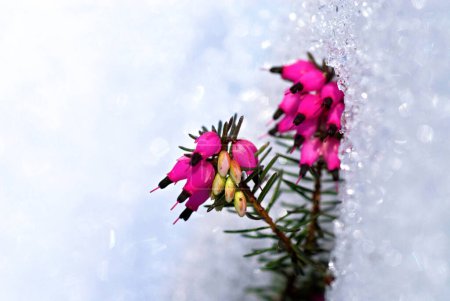 Winterheide, winterblühende Heide, Frühlingsheide oder alpine Heide (Erica carnea) im Schnee