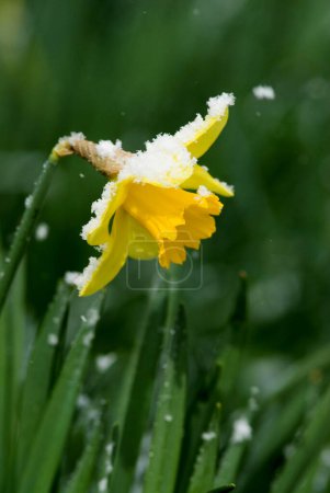Gelbe Narzisse (Narcissus Pseudonarcissus) und Neuschnee im Frühling