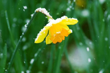 a single daffodil (Narcissus pseudonarcissus) covered with snow