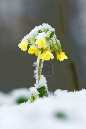 Gelbe Primel, Kuhglocke (Primula veris) mit Schnee bedeckt