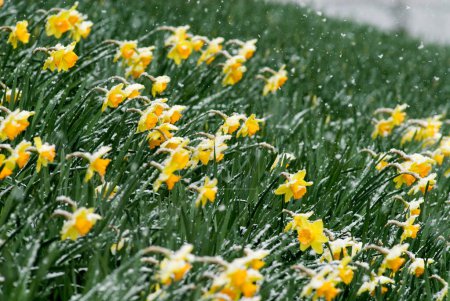 jonquille jaune (Narcisse Pseudonarcisse) et neige fraîche tombée au printemps