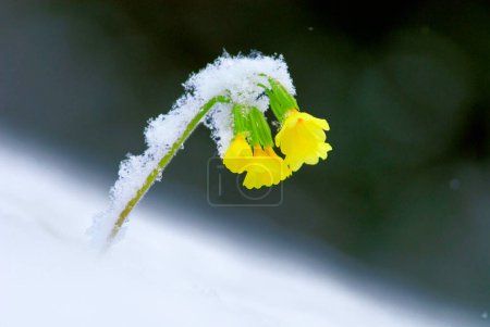 Gelbe Primel, Kuhglocke (Primula veris) mit Schnee bedeckt