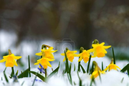 Wilde Narzisse oder Fastenlilie (narcissus pseudonarcissus) im Schnee, München, Bayern, Deutschland