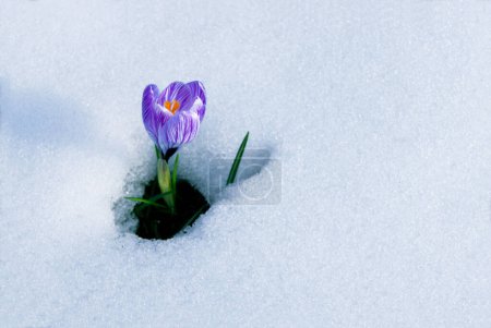 Frühlingskrokus (Crocus vernus) im Schnee, München, Bayern, Deutschland