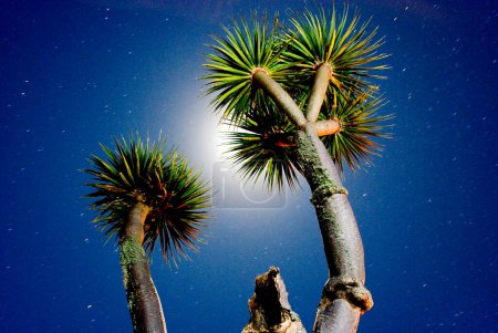 Canary Dragon Tree (Dracaena Draco) against the night sky with moonlight and stars, La Palma, Canary Islands, Spain