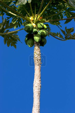 Photo for Fruits of Papaya, papaw, (Carica papaya) on a tree, La Palma, Canary Islands, Spain - Royalty Free Image