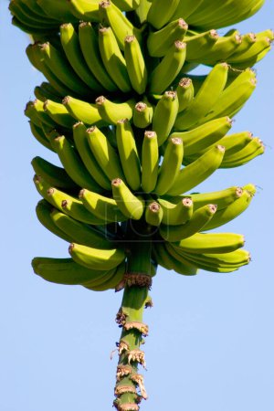 Plantación de plátanos, La Palma, Islas Canarias, España