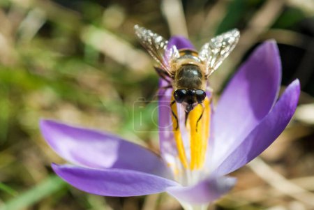 Hoverfly (Syrphidae) on spring crocus (Crocus Vernus) Munich, Bavaria, Germany