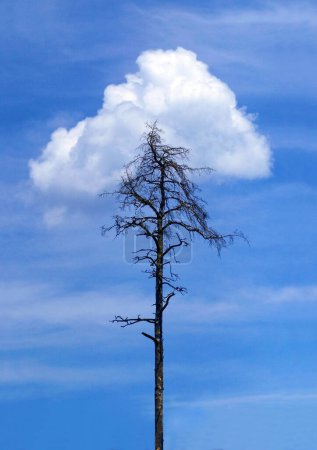 dead pine tree and white cloud Perlacher Forst Munich Germany