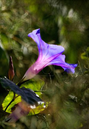 Photo for Morning Glory (Ipomoea Tricolor or Indica or Purpurea) La Palma, Canary Islands, Spain - Royalty Free Image