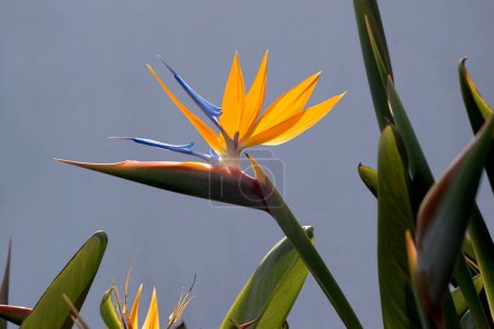Foto de Ave del paraíso o flor de la grulla (Strelitzia reginae) La Palma, Islas Canarias, España - Imagen libre de derechos