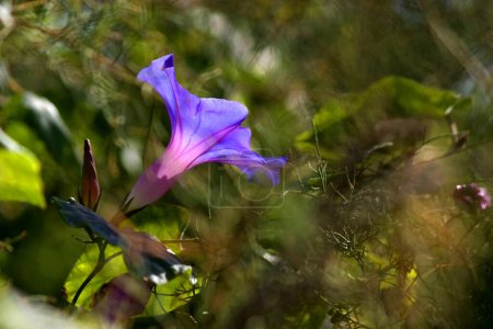 Photo for Morning Glory (Ipomoea Tricolor or Indica or Purpurea) La Palma, Canary Islands, Spain - Royalty Free Image