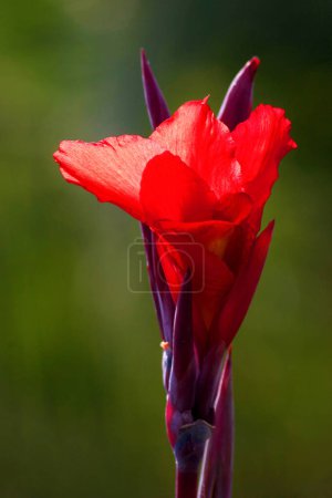 Indian shot (canna indica) Indisches Blumenrohr, La Palma, Canary Islands, Spain