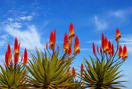 Nahaufnahme von Aloe Vera Blüten (Aloe Vera) vor blauem Himmel, in der Nähe von Los Canarios, La Palma, Kanarische Inseln, Spanien
