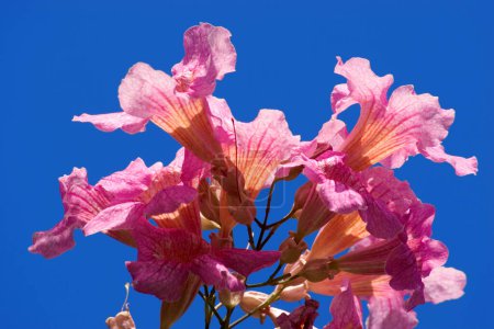 pink trumpet vine (Podranea ricasoliana) La Palma, Canary Islands, Spain