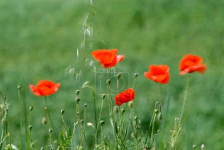 Poppies blurred from wind (Papaver Rhoeas) Italy