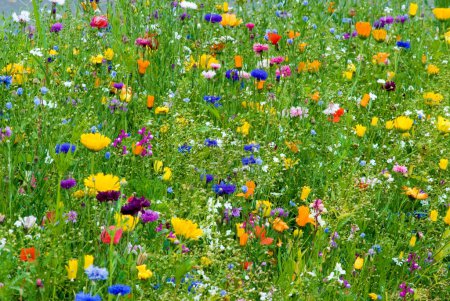 prairie fleurie colorée, France