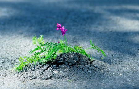 Photo for Tufted vetch, cow or bird vetch (Vicia cracca) grows in a crack in the asphalt, seems to break through the asphalt - Royalty Free Image