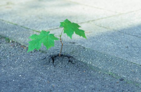 small sycamore maple tree  (Acer pseudoplatanus) seems to break through asphalt, Bavaria, Germany, strength of plants, was stuck into the crack